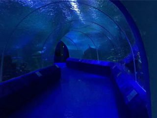 Aquarium টানেল জন্য 180 বা 90 ডিগ্রী এক্রাইলিক প্যানেল