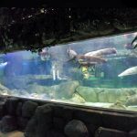 কাস্টমাইজড বিলাসিতা নকশা underwater জাল এক্রাইলিক প্যানেল Aquarium উইন্ডো গ্লাস শীট