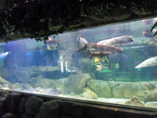 কাস্টমাইজড বিলাসিতা নকশা underwater জাল এক্রাইলিক প্যানেল Aquarium উইন্ডো গ্লাস শীট