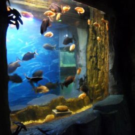 2018 Aquarium উইন্ডো জন্য শীর্ষ মানের এক্রাইলিক প্যানেল